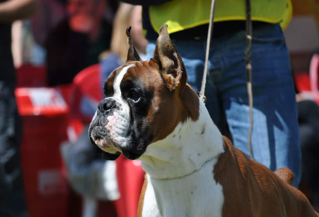 CHJ. Ibérico Hannibal Boxer del Mar