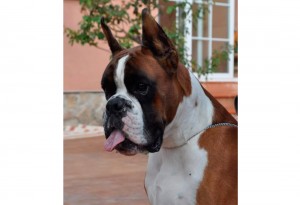 CHJ. Ibérico Hannibal Boxer del Mar