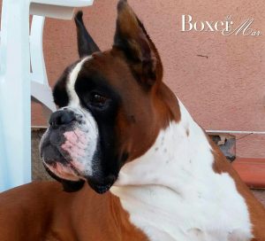 Multi.Ch.Hannibal Boxer Del Mar