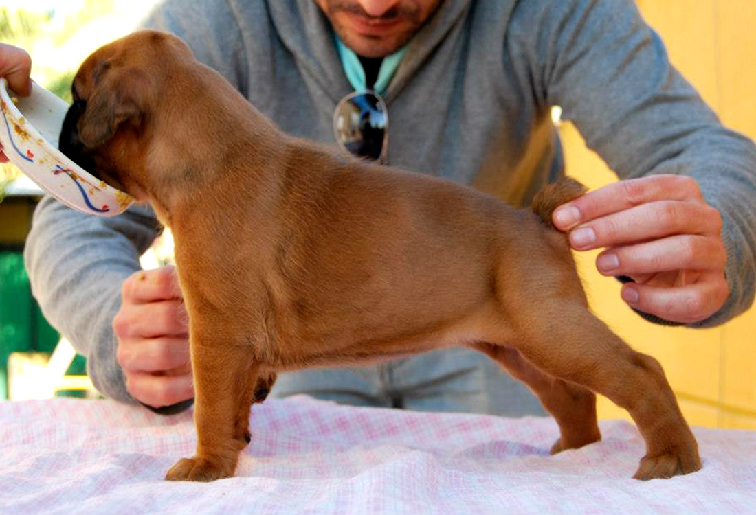 Hada Boxer del Mar