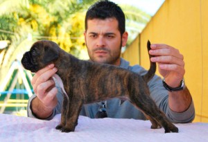 Hamtaro Boxer del Mar