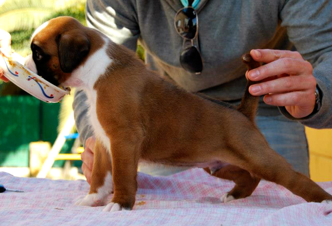 Hannibal Boxer del Mar