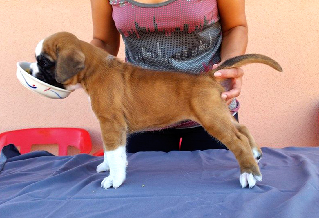 Iker Boxer del Mar