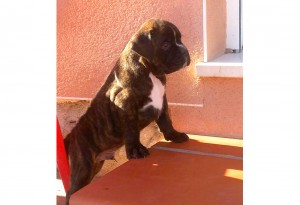 Jota Boxer del Mar