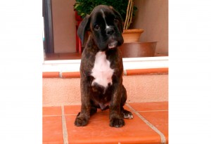 Jota Boxer del Mar