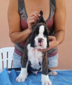 Lancelot De Boxer Del Mar