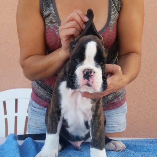 Lancelot De Boxer Del Mar