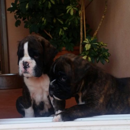 Lara y Lucille De Boxer Del Mar