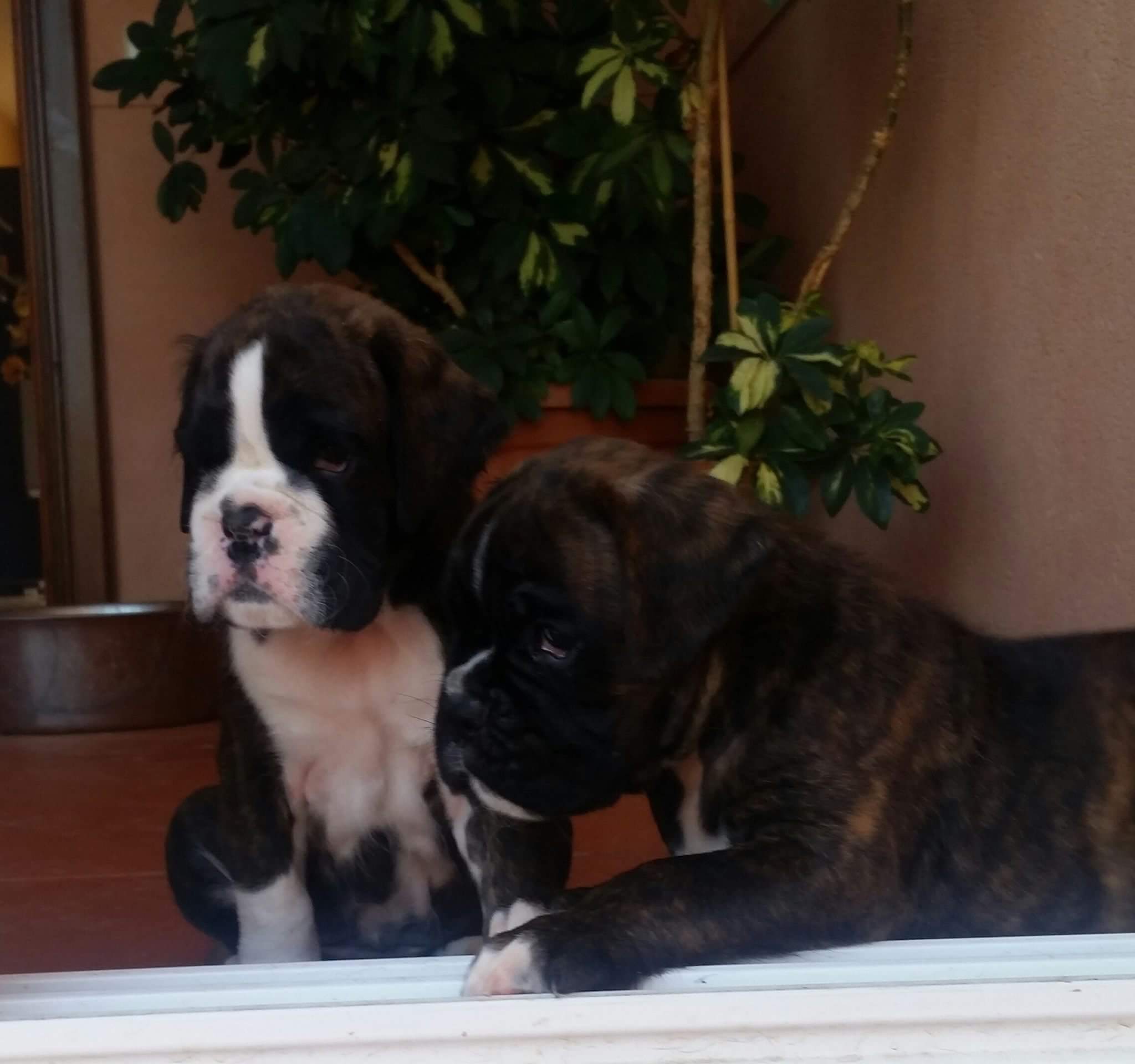 Lara y Lucille De Boxer Del Mar