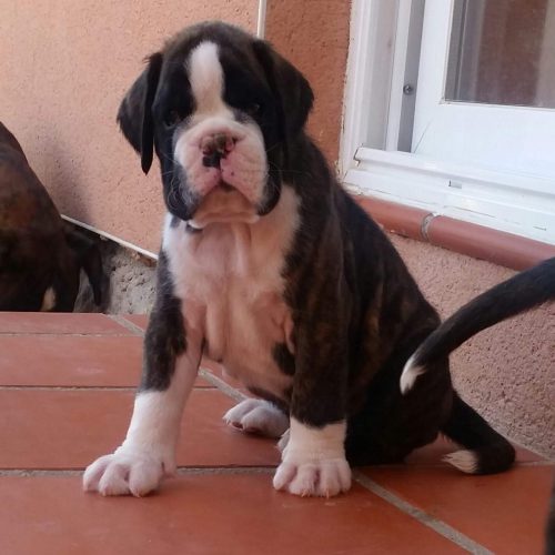 Lancelot De Boxer Del Mar