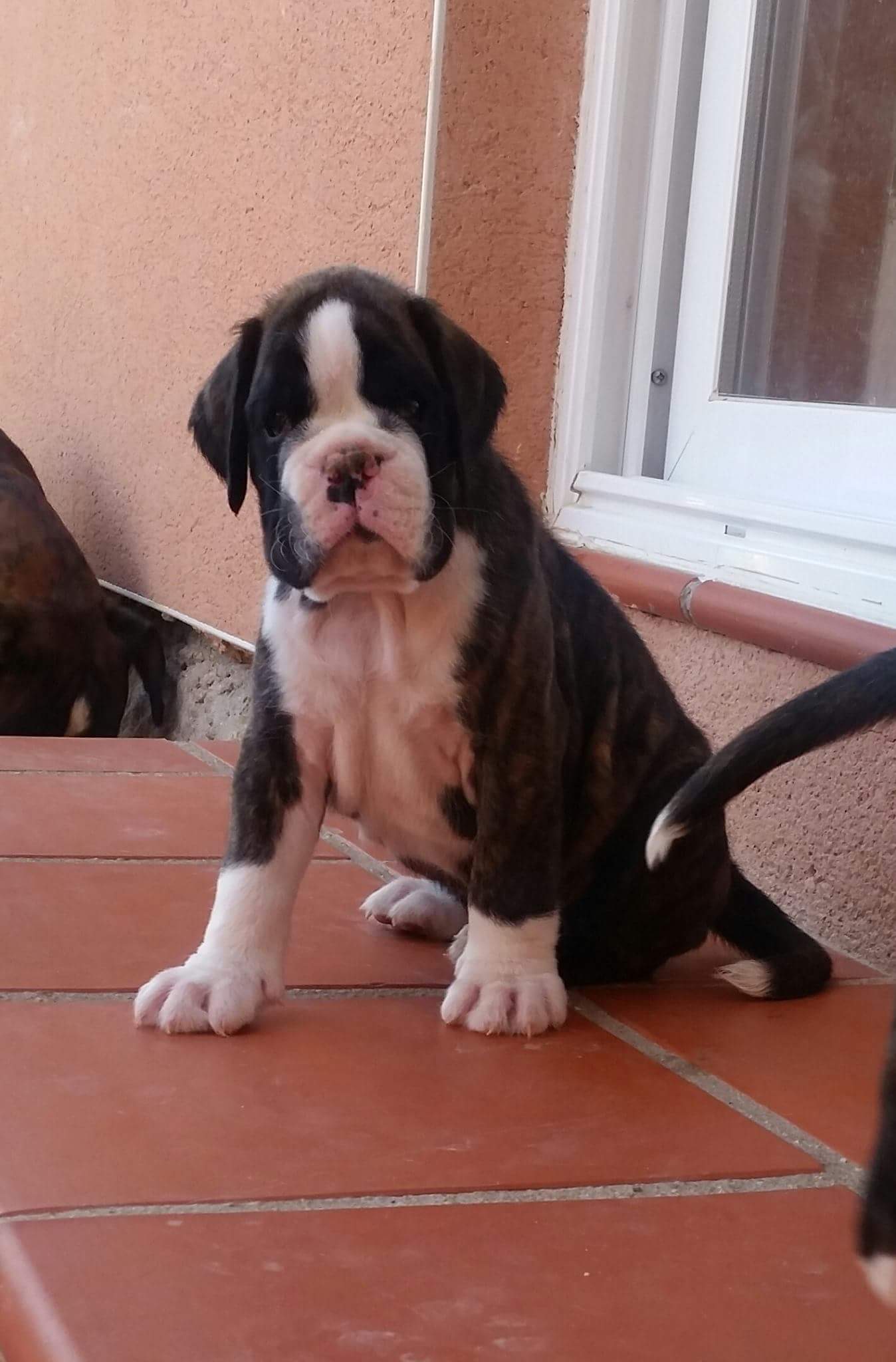 Lancelot De Boxer Del Mar